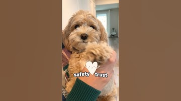 how to correctly lift up a dog