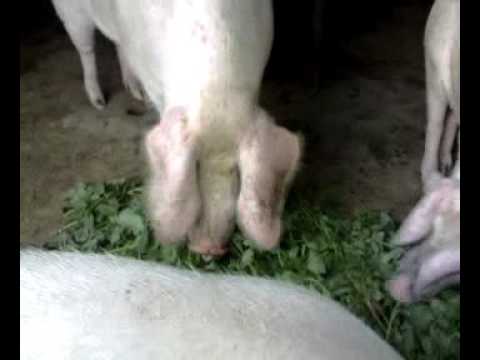 ჩემი სამგორი.