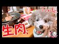 愛犬とお家すき焼きしてたら生肉を盗み食いされてパニックに