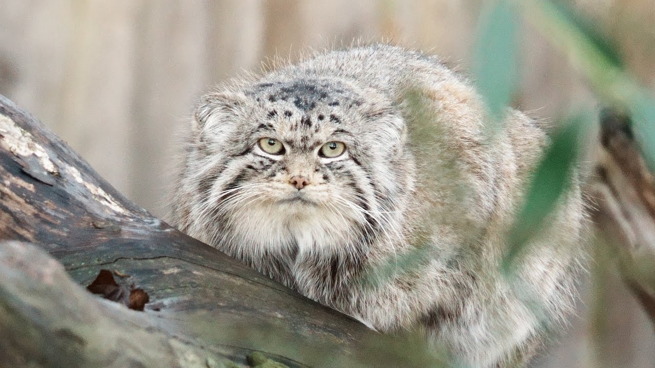 Two hours at Tierpark Berlin
