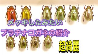 ［我が家の昆虫日記］メッキしたような輝きプラチナコガネの標本とお値段