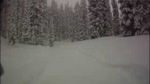 Snowbird Trees.wmv