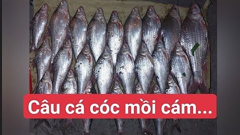 Chuyến câu cá bè trúng đậm,chủ bè giao lưu giật cá mỗi tay cá cóc,cá lao kiêng,...(Tập 25)