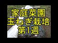 玉ねぎ栽培第1週目。2020年10月11日に玉ねぎ苗をマルチに植えてから1週間後の様子を動画にしました。