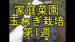 玉ねぎ栽培第1週目。2020年10月11日に玉ねぎ苗をマルチに植えてから1週間後の様子を動画にしました。
