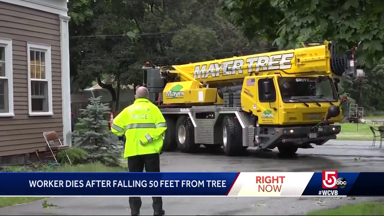 Worker dies after falling 50 feet from tree when harness snaps - YouTube