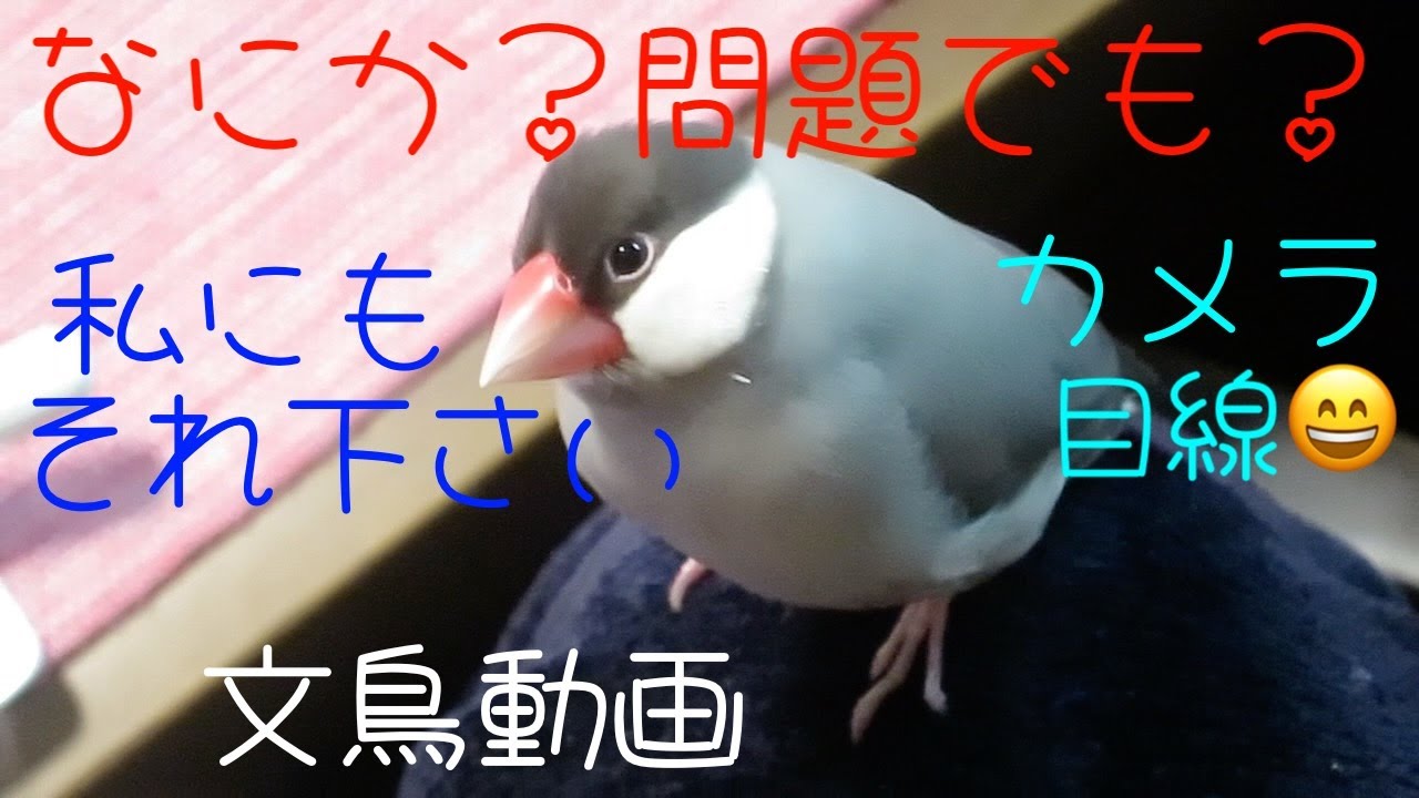食べ物くださいと肩に止まっておねだりする桜文鳥 文鳥動画 - YouTube
