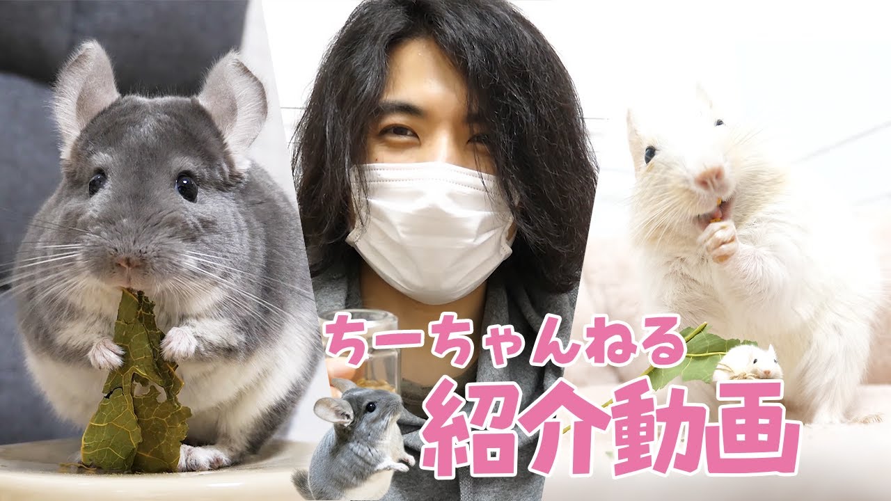 チャンネル紹介 5分でわかるちーちゃんねる ペット紹介 Youtube チャンネル紹介 5分でわかるちーちゃんねる ペット紹介 Youtube