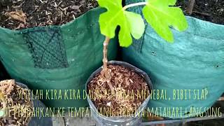 Hasil Cangkok angin pada tanaman TIN ||cara paling mudah berhasil