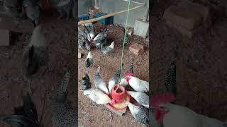 ফাওমি মুরগির ডিম #ayam #chickenshop #freerangechicken #chicken #roosterfarm #freerangefood #farm