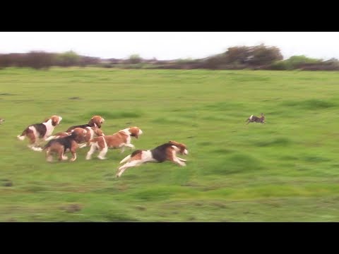 Cacería De Conejos Con Beagles La Pelicula Completa