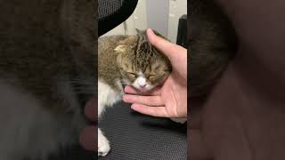 🐈なでなでされて気持ちよさそうな猫#shorts