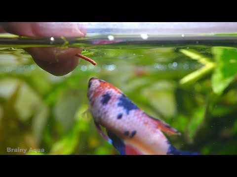 Hand Feeding Betta Fish (Koi-Plakat)