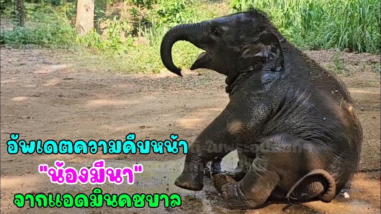 อัพเดตความคืบหน้าของ น้องมีนา จากแอดมินศูนย์อนุรักษ์ช้างไทย
