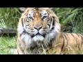 Animal tube | little animals are happy | Video tube