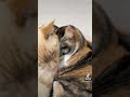 流行りに乗らざるを得なかった猫たち #shorts #ケツドラム猫 #ケツドラム #ケツドラム猫のみな #三毛猫 #茶シャム #笹かま猫