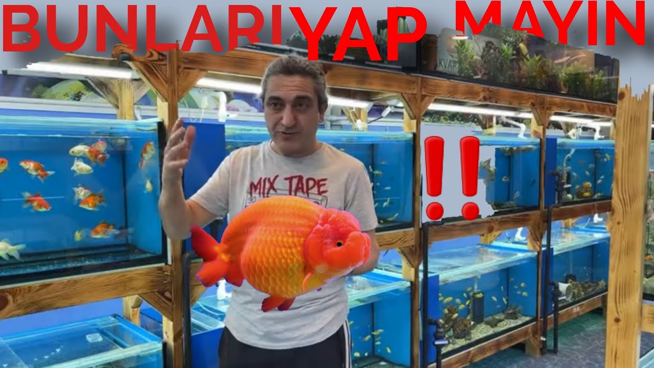 JAPON BALIKLARI NEYİ SEVMEZ‼️, akvaryum balıkları