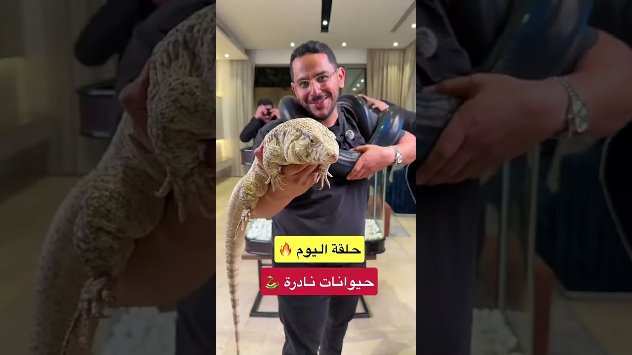 تحدي الزواحف النادرة بـ10,000 ريال 🔥 ثعبان أسود نادر يوقف القلب!