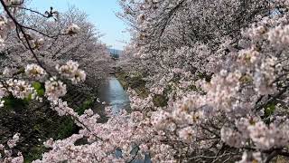 Sakura in Japan