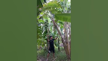 Kỹ thuật thu hoạch chuối