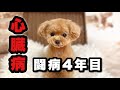 【ご報告】2歳で心臓病と診断された愛犬。4年治療してきた結果…まさかの結末【トイプードルのコロン】