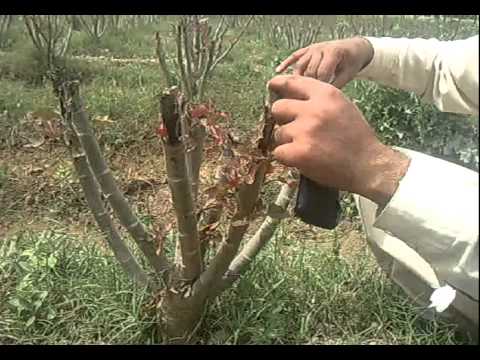 jatropha pruning
