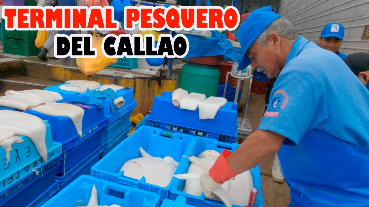 🐙visitando el TERMINAL PESQUERO del CALLAO / 25 de MAYO de 2024