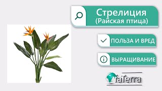 Стрелиция: уход в домашних условиях | Все о комнатных растениях на Faterra