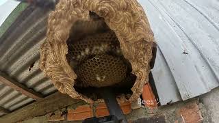 Removing Giant Hornet Nest From House Walls Using a Vacuum Cleaner