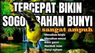Download lagu Tercepat bikin sogon bahan bunyi gacor‼️ Pancingan sogon agar emosi