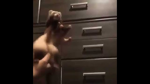 Ferret vibing