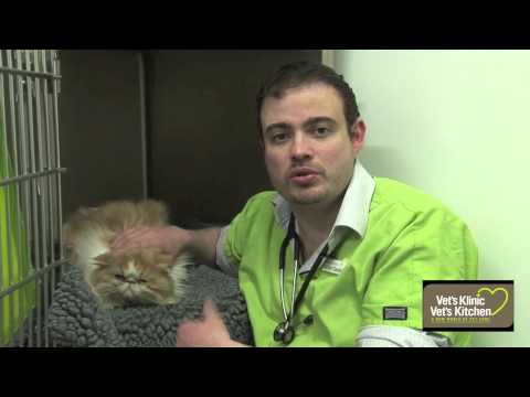 Vídeo: Lily Poisoning In Cats