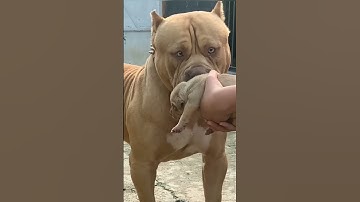 Thumbnail of don't touch my baby...#angry #pitbull ...#viral #short ....