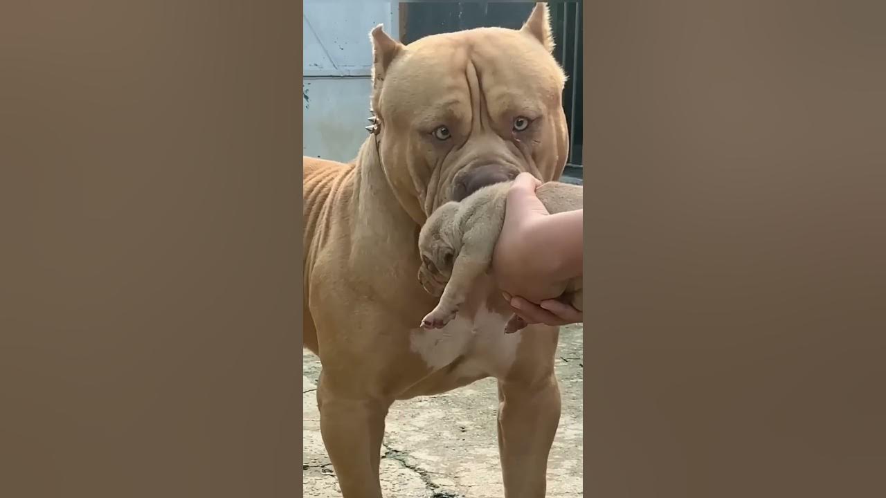 don't touch my baby...#angry #pitbull ...#viral #short ....