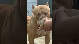don't touch my baby...#angry #pitbull ...#viral #short ....