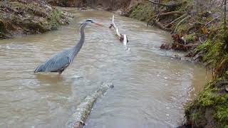 Trail Cam Animals: Great Blue Heron