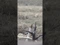 PartridgeTV (3 short) Partridge Keklik Kew الحجل  鹧鸪 Rebhuhn куропатка Perdiz Chukar