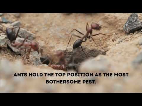 How To Get Rid Of Ants | Ant Control Services | Pest Service Quote