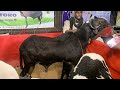 Lamtoro de la  bergerie celly un des males favoris de la foire