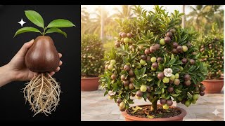 Inside the Star apple farm and processing factory - From seed to harvest (The entire process)