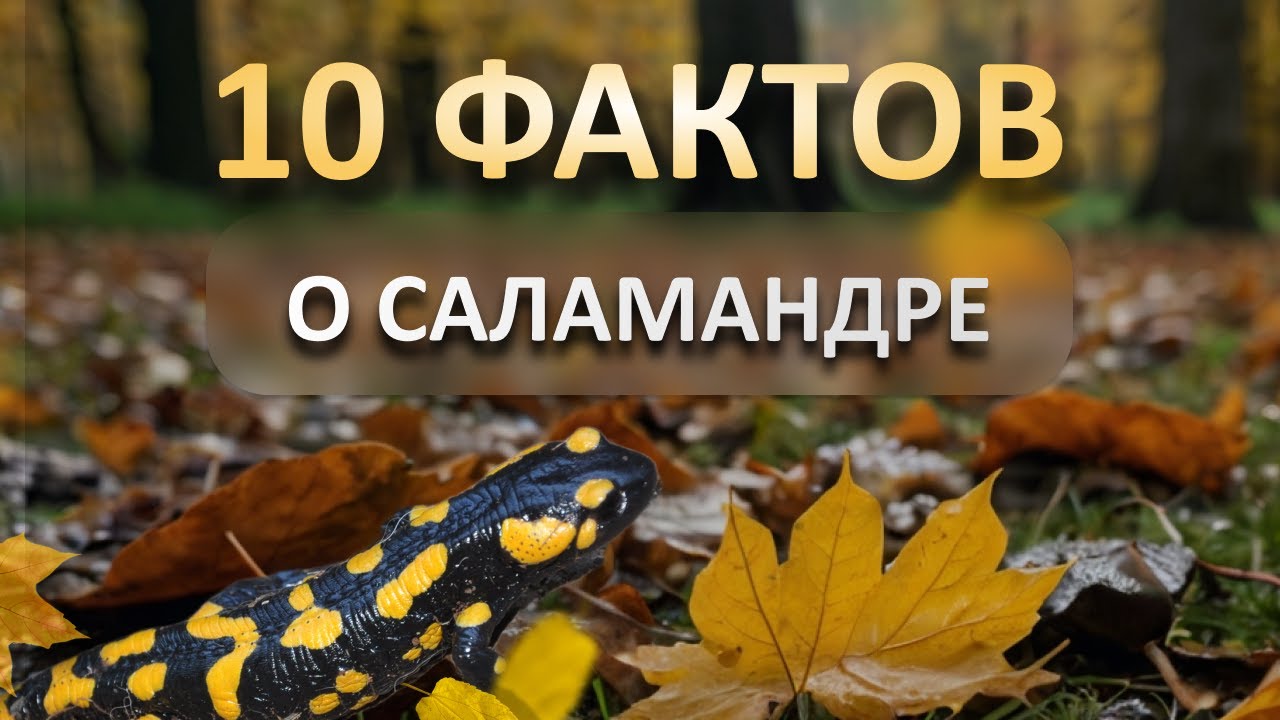 ФАКТЫ о которых вы не знали! | САЛАМАНДРА