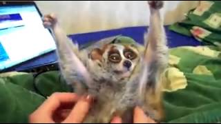 Slow loris loves being tickled!