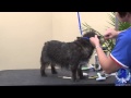 Handstripping the Cairn Terrier  Using the 50/50 Method with Michell Evans