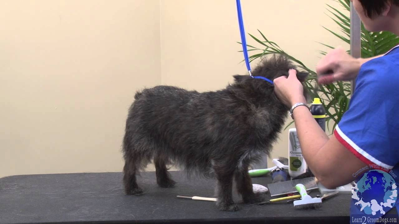 handstripping the cairn terrier using the 50/50 method with michell evans