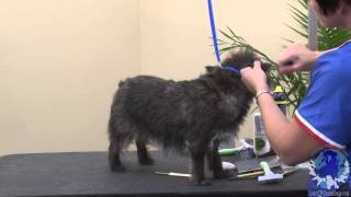 Handstripping the Cairn Terrier  Using the 50/50 Method with Michell Evans