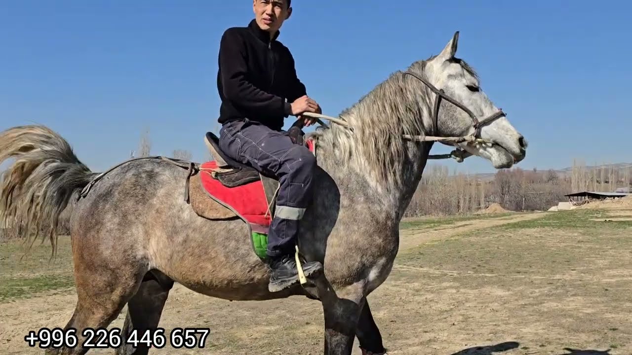 Бүгүн 24 февраль 2026 Дыйкандын Аты Чыкты сатуга #аламанулак #horse #атбазар #актулпар 