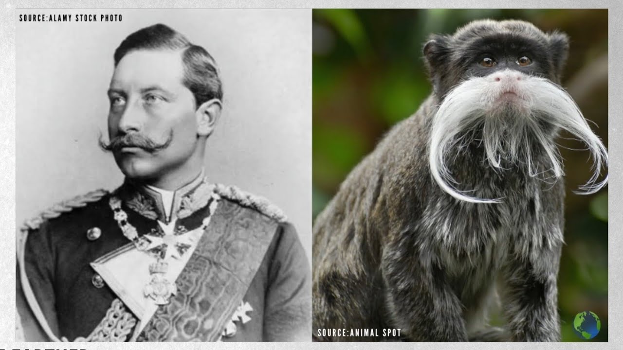 The Beard Necessities: Animals That Rock Facial Hair (Arguably) Better Than Humans