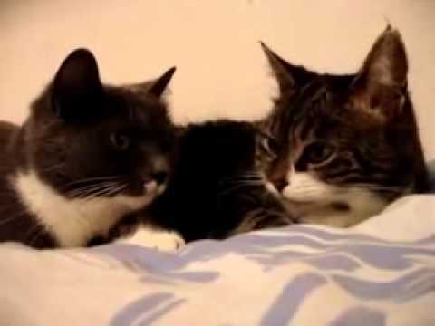 О чем болтают две кошки? - YouTube