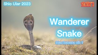 Sang Pengembara. Peruntungan Shio Ular 2023