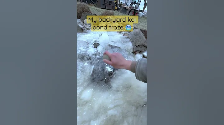 My backyard Koi Pond FROZE 🥶 overnight!!! #shorts #koipond #frozen #winter
